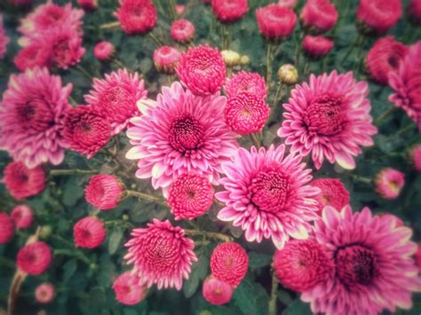 How To Grow And Care For Hardy Chrysanthemums Garden Mums