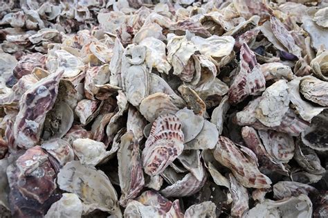 una barrera de ostras está salvando la costa de san diego del calentamiento global aggregatte