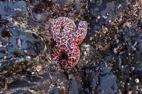 Purple Ochre Sea Star Stock Photo Image Of Creatures 188653682