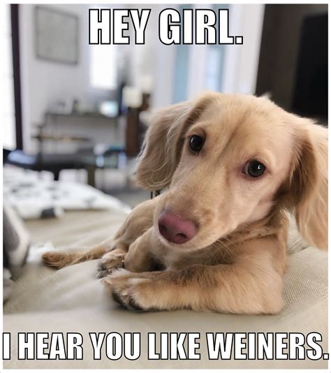 14 Funny Dachshund Memes That Will Make You Laugh Petpress