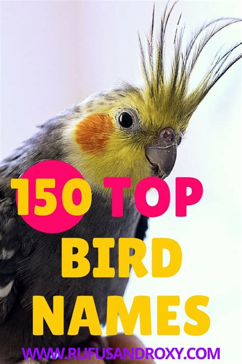 ⋆ 150 Top Bird Names For Your Feathered Friend ⋆ Parakeet Names