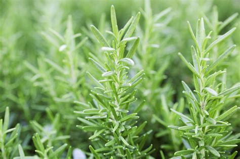 How To Transplant Rosemary For The Winter
