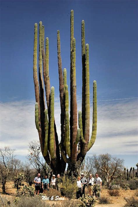 The Largest Cardón Cactus Pachycereus Pringlei In Baja California