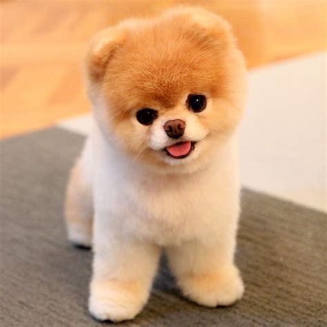 Pomeranian El Perro Toy Características Temperamento Problemas