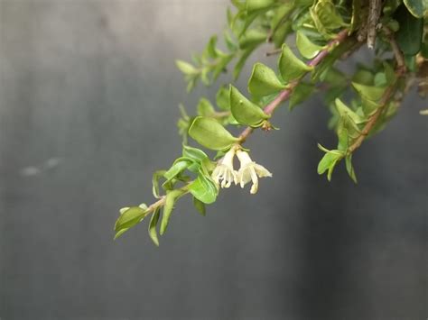 Bonsai Beginnings Small White Slightly Fragrant Flowers