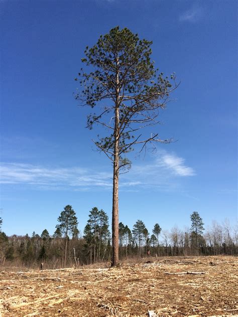 Red Pine Trees Of Manitoba · Inaturalist