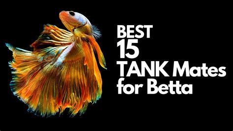 Top 15 Betta Tank Mates You Can Try Explained In 10 Minutes YouTube