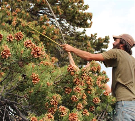 Is The Us Pine Nut Industry On The Brink Of Extinction Civil Eats