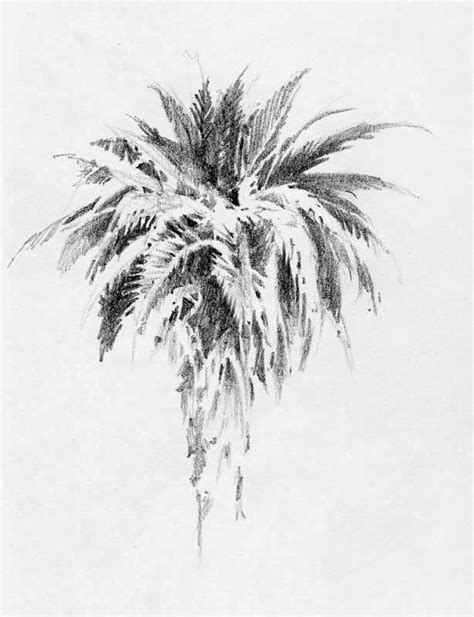 Pencil Drawings Palm Trees Pencildrawing2019