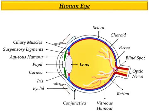 What Is The Principal Function Of The Eye Lens Tutorix