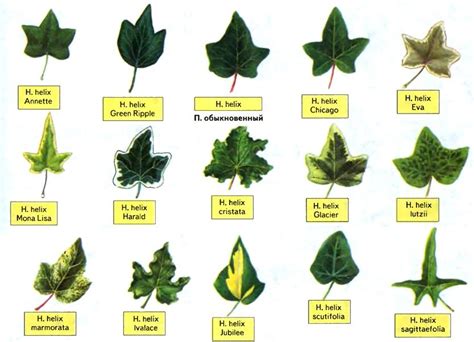 The Different Types Of Leaves Are Shown In This Diagram And Each Leaf