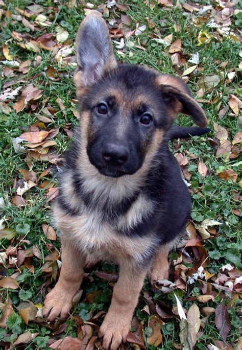 German Shepherd Puppy Ears Up At 8 Weeks Lunagruyere