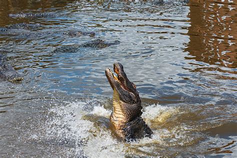 Alligator Jumping Stock Photos Pictures And Royalty Free Images Istock