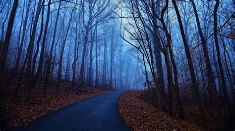 Road Between Beautiful Fog Forest Background Hd Nature Wallpapers Hd