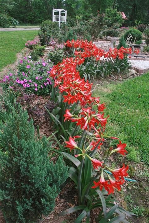 Take It Outside Grow Amaryllis In Your Garden Planting Bulbs Summer