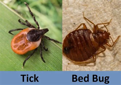 Tick Vs Bed Bug 7 Key Differences Difference Camp