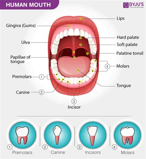 The Mouth And Buccal Cavity Anatomy Of The Human Mouth