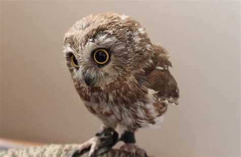 Cute Baby Owl Photo One Big Photo