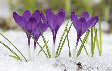 Maybe you would like to learn more about one of these? Will you have early-blooming flowers? | The Daily Courier ...