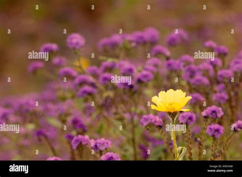Hairy Desert Sunflower With Purple Flowers Of Phacelia Stock Photo Alamy