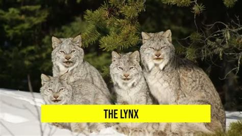 Canadas Biggest Wild Cats You Can Find Coast To Coast Youtube