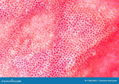 Texture Of Plants Cells Stock Photo Image Of Laboratory 178623892