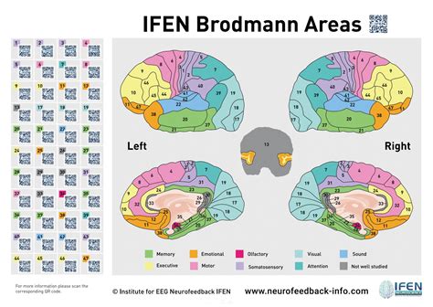 Neurofeedback Partner Gmbh Brodmann Areas Interactive Poster A1