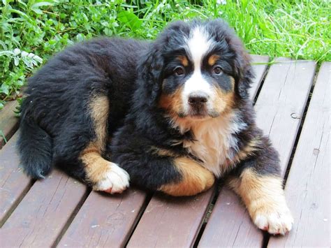 43 How To Train Your Bernese Mountain Dog Picture Bleumoonproductions