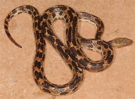 Neue Schlangenart in Kuba entdeckt - KUBAKUNDE