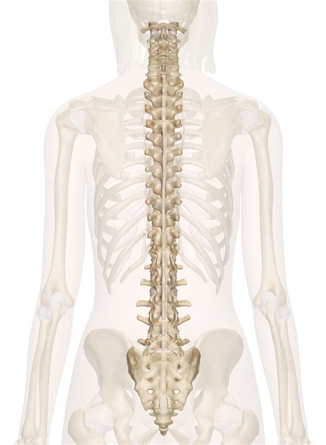 Spine Anatomy Pictures And Information