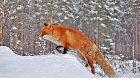 Fox In Snow Wallpaperhd Animals Wallpapers4k Wallpapersimages