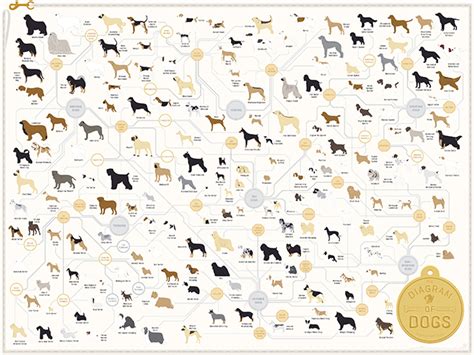 The Diagram Of Dogs By Pop Chart Lab An Art Print Featuring 181 Dog Breeds