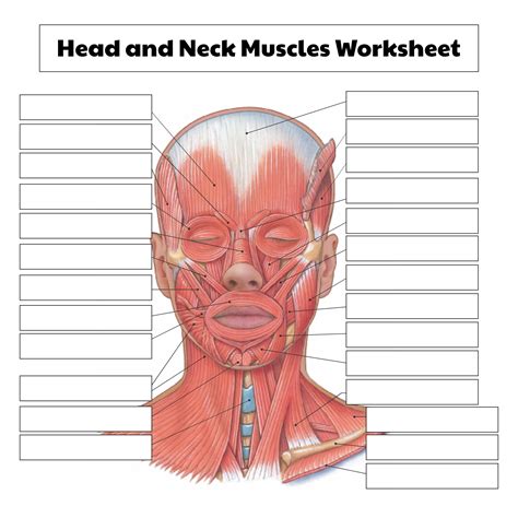 Printable Face Muscle Anatomy Worksheet Images And Photos Finder