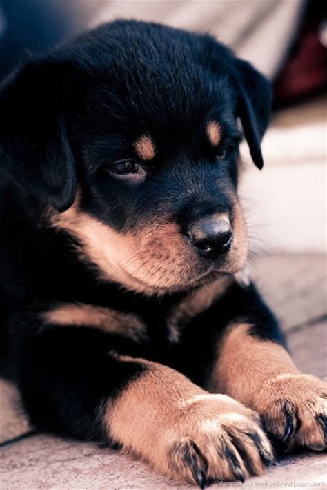 You will find boxer dogs for adoption and puppies for sale under the listings here. Price range for a Rottweiler Puppy - Annie Many