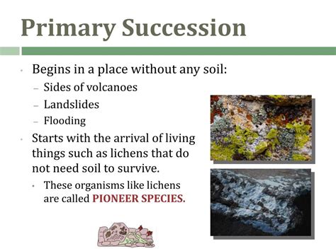 Ppt Ecological Succession Change In An Ecosystem Powerpoint