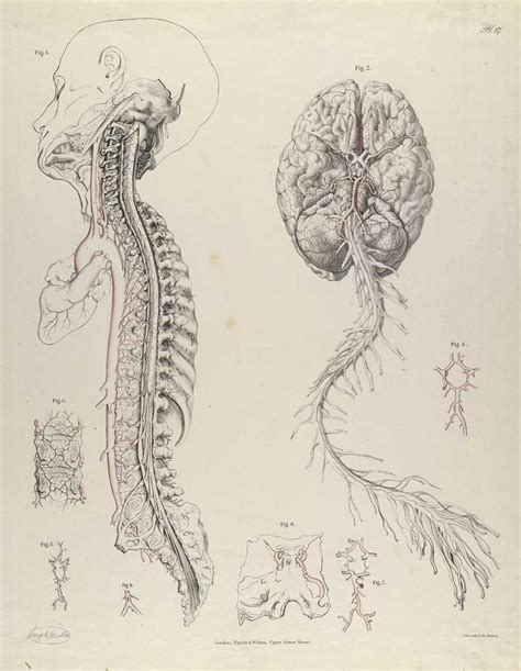 La Anatomía De Las Arterias Con Sus Aplicaciones A La Cirugía De La