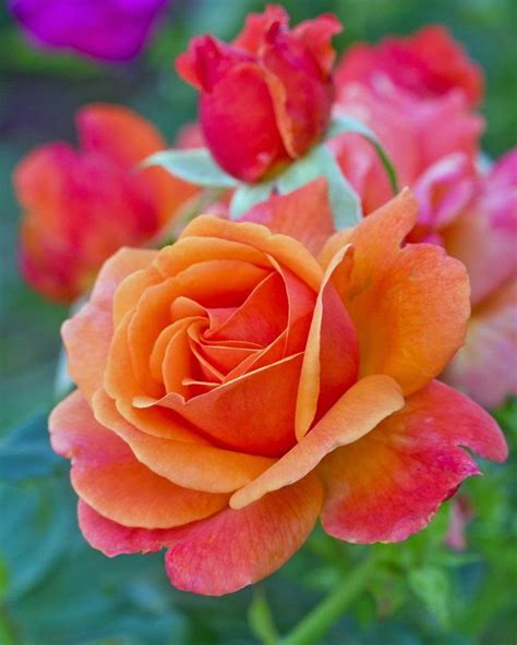 Pretty Rose Stunning Nature