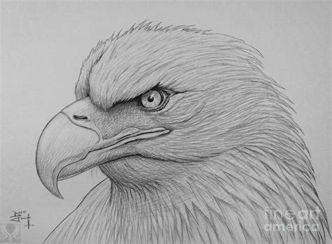 Bald Eagle Drawing Drawing By Dale Crum Fine Art America