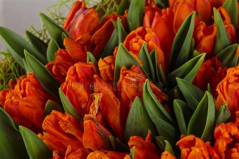 Orange Tulips Bouquet Stock Image Image Of Floral Vase 119827741