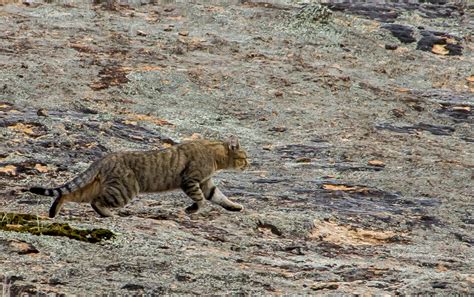 Threatened Species Recovery Hub To Join Fight Against Feral Cats