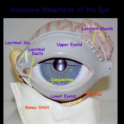 Eye Model Labeled Anatomy Eye Anatomy Model Labeled With Importantly Of