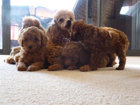 Toy Poodle Toy Poodle Female Red Dog For Sale Wa Perth