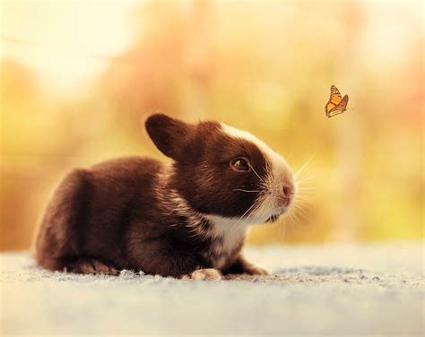 Photographer Documents Growth Of Pet Bunnies In Adorable Snapshots