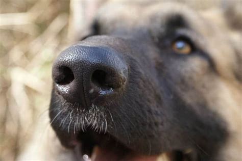 What Does A Wet Dog Nose Mean Archives German Shepherd Country