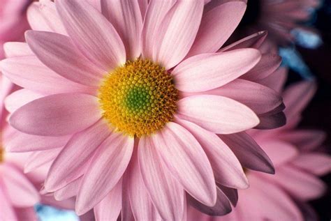 , daisy flower wallpapers hd pictures one hd wallpaper pictures 1024×768. Pink Daisy Flower Wallpapers - Wallpaper Cave