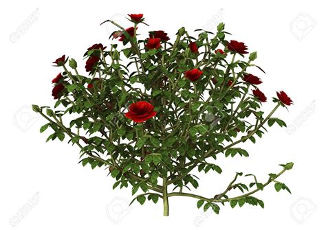 Rosebush Clipart 20 Free Cliparts Download Images On Clipground 2024
