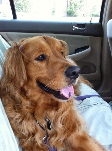 Find a golden retriever rescue near you. 81 best #Adoptable #GoldenRetriever images on Pinterest ...