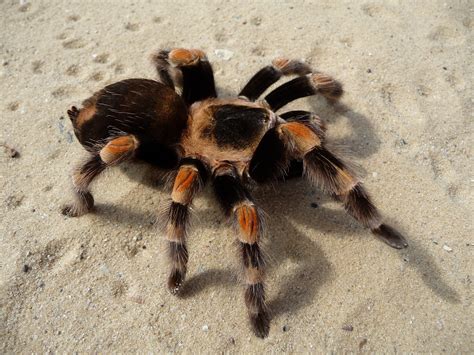 Tarantula What To Know Before Buying A Spider The Tye Dyed Iguana Reptiles And Reptile