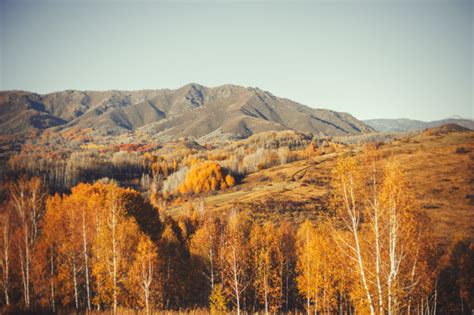 Premium Photo Autumn Landscapes East Kazakhstan Yellow Trees Forest
