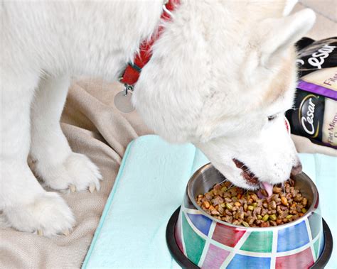 While they do usually cost more , it is worth it to ensure your husky nutritional needs are met in her diet. DIY Stained Glass Dog Food Bowl - Brie Brie Blooms